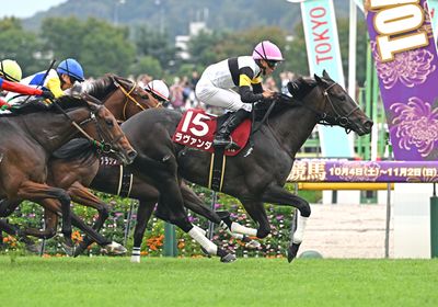 2025アイルランドT_ラヴァンダ