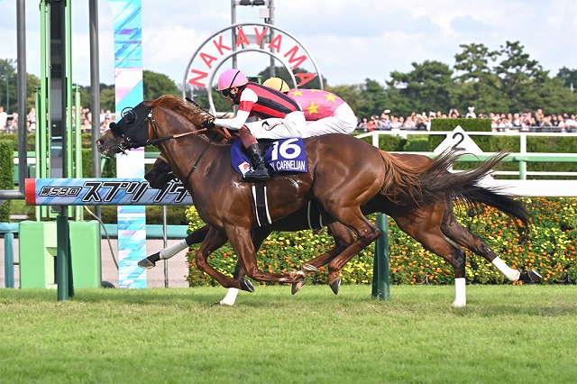 ウインカーネリアン