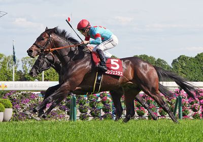2026京都新聞杯_コンジェスタス